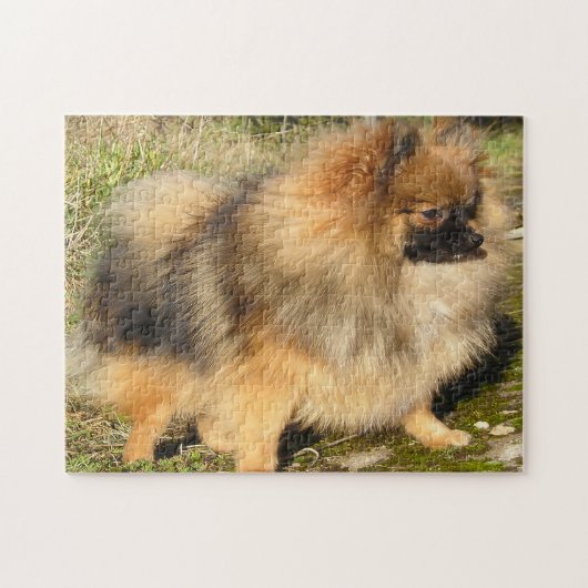 Pomeranian hond. legpuzzel (Horizontaal)