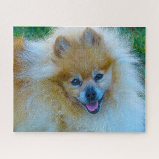 Pomeranian hond. legpuzzel (Horizontaal)