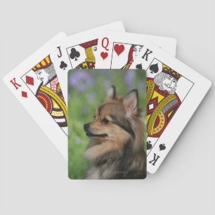 Pomeranian kopportret zittend speelkaarten