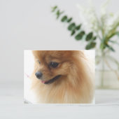 Pomeranian Lover Briefkaart (Staand voorkant)