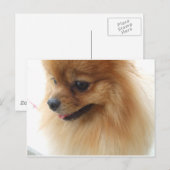 Pomeranian Lover Briefkaart (Voorkant / Achterkant)