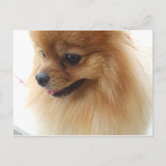 Pomeranian Lover Briefkaart (Voorkant)