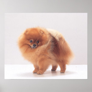 Pomeranian Print