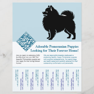 Pomeranian Puppies Nu Beschikbaar blauw Flyer
