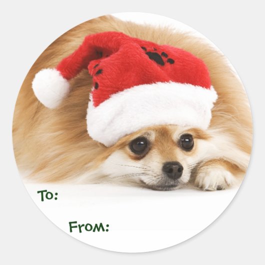Pomeranian Puppy Gift Labels (Voorkant)