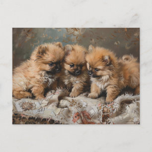 Pomeranian Puppy Trio  Briefkaart