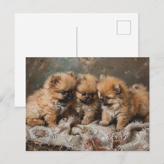 Pomeranian Puppy Trio  Briefkaart (Voorkant / Achterkant)