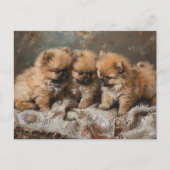 Pomeranian Puppy Trio  Briefkaart (Voorkant)
