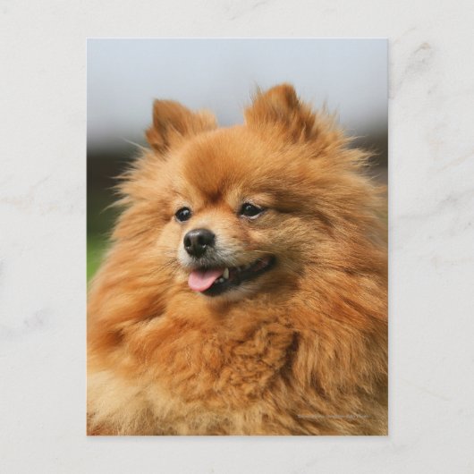 Pomeranian Watching Briefkaart (Voorkant)