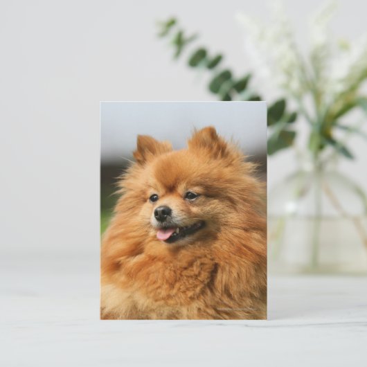 Pomeranian Watching Briefkaart (Staand voorkant)