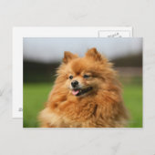 Pomeranian Watching Briefkaart (Voorkant / Achterkant)
