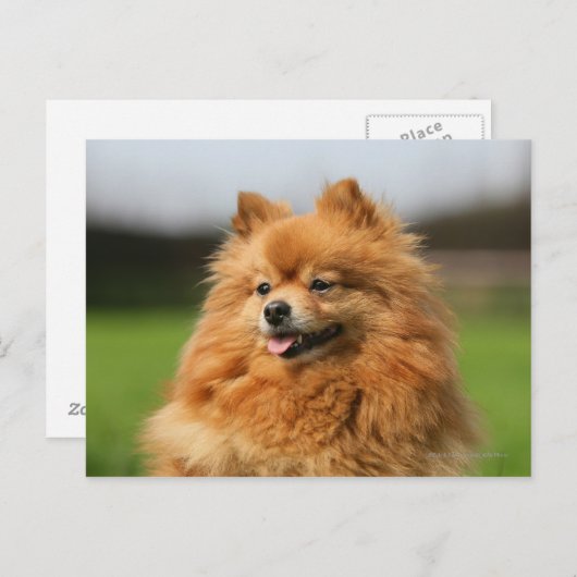 Pomeranian Watching Briefkaart (Voorkant / Achterkant)