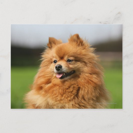 Pomeranian Watching Briefkaart (Voorkant)