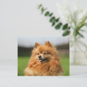 Pomeranian Watching Briefkaart (Staand voorkant)