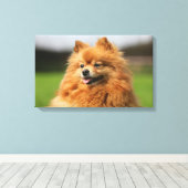 Pomeranian Watching Canvas Afdruk (Insitu (Houten vloer))