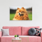 Pomeranian Watching Canvas Afdruk (Insitu (Woonkamer))