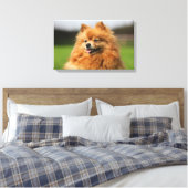 Pomeranian Watching Canvas Afdruk (Insitu (Slaapkamer))