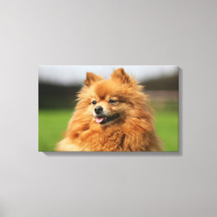 Pomeranian Watching Canvas Afdruk