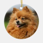 Pomeranian Watching Keramisch Ornament (Voorkant)