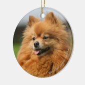 Pomeranian Watching Keramisch Ornament (Links)