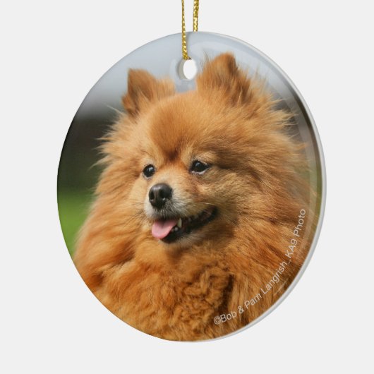 Pomeranian Watching Keramisch Ornament (Links)