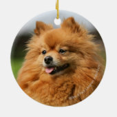 Pomeranian Watching Keramisch Ornament (Achterkant)