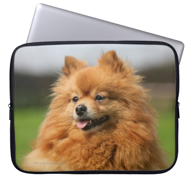 Pomeranian Watching Laptop Sleeve (Voorkant)