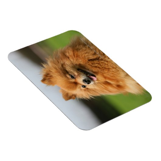 Pomeranian Watching Magneet (Rechterzijde)