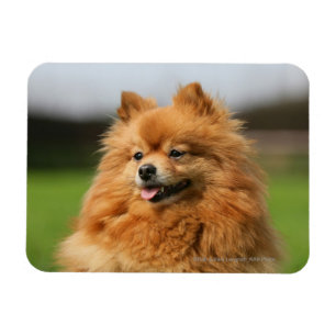 Pomeranian Watching Magneet