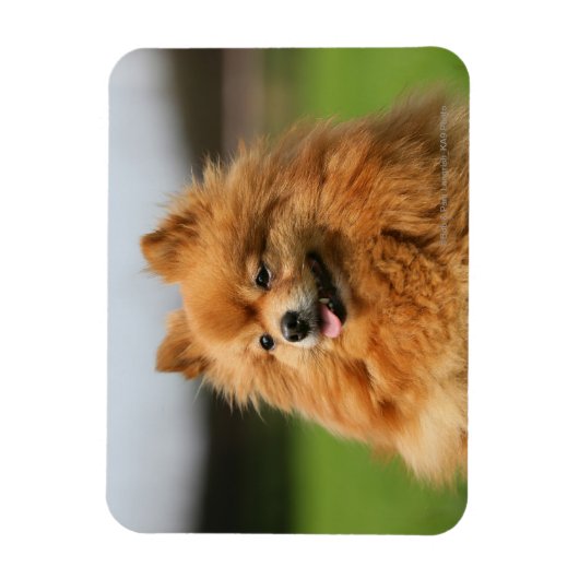 Pomeranian Watching Magneet (Verticaal)
