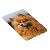 Pomeranian Watching Magneet (Rechterzijde)