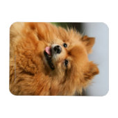 Pomeranian Watching Magneet (Horizontaal)