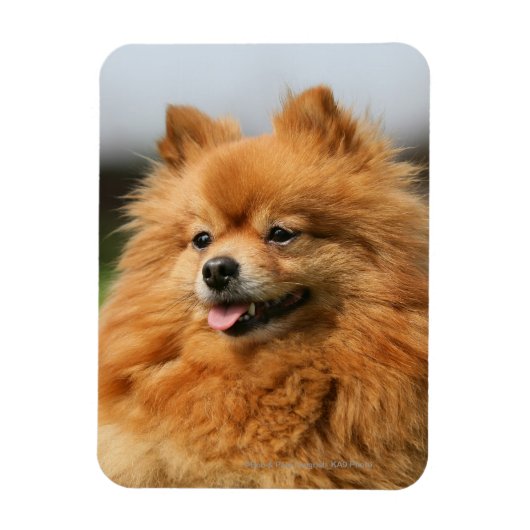 Pomeranian Watching Magneet (Verticaal)