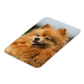Pomeranian Watching Magneet (Linkerzijde)