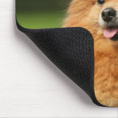 Pomeranian Watching Muismat (Hoek)