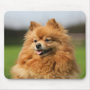 Pomeranian Watching Muismat