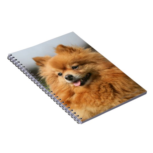 Pomeranian Watching Notitieboek (Rechterzijde)