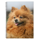 Pomeranian Watching Notitieboek (Voorkant)