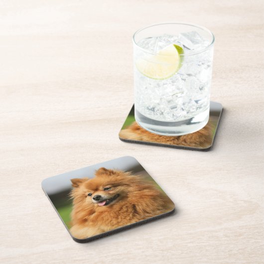 Pomeranian Watching Onderzetter (Rechterzijde)