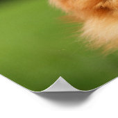 Pomeranian Watching Poster (Hoek)