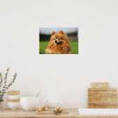 Pomeranian Watching Poster (Keuken)