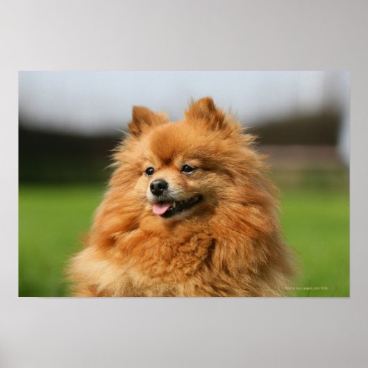 Pomeranian Watching Poster (Voorkant)