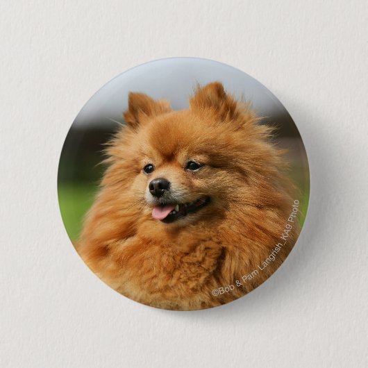Pomeranian Watching Ronde Button 5,7 Cm (Voorkant)