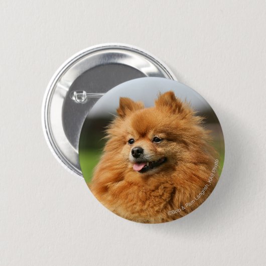 Pomeranian Watching Ronde Button 5,7 Cm (Voorkant /achterkant)