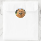 Pomeranian Watching Ronde Sticker (Tas)