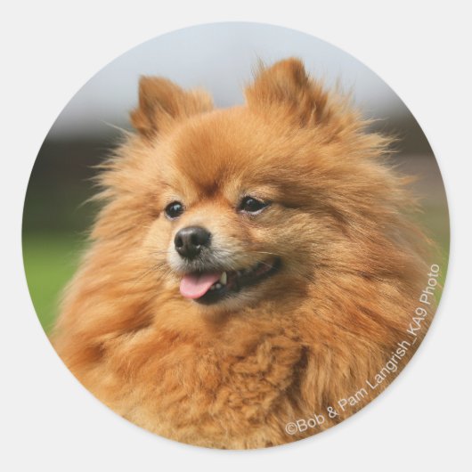 Pomeranian Watching Ronde Sticker (Voorkant)
