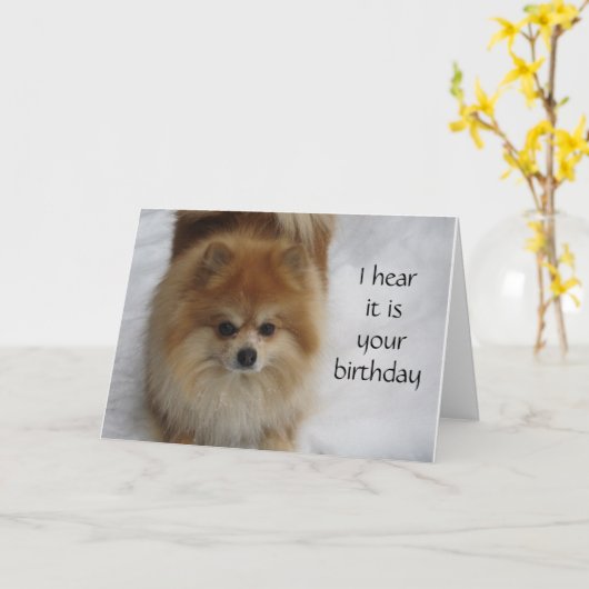 POMERANIAN ZEGT NIET **40 ** ELK JAAR VIEREN KAART (Gele Bloem)