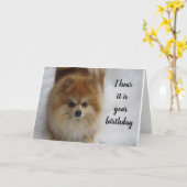 POMERANIAN ZEGT NIET **50 ** ELK JAAR VIEREN KAART (Gele Bloem)