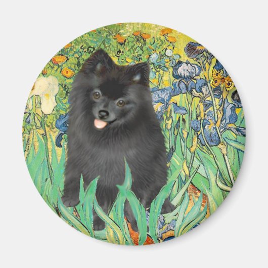 Pomeranian (zwart) - Irissen Magneet (Voorkant)