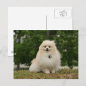 Pomeraning-vergadering Briefkaart (Voorkant / Achterkant)
